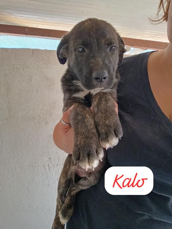 CUCCIOLI DI 2 MESI TAGLIA MEDIA Foto 5